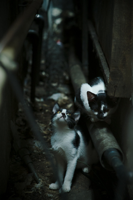 “法甲激烈追逐，积分变化不断引发关注”，法甲积分榜最新积分榜排名